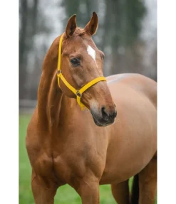 Discount Licol en nylon à prix cassé Licols Pour Poneys & Poulains|Licols Synthétiques