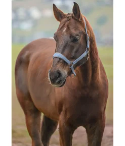 Online Licol en nylon à prix cassé II Licols Pour Poneys & Poulains|Licols Synthétiques