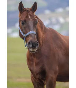 Online Licol en nylon à prix cassé II Licols Pour Poneys & Poulains|Licols Synthétiques