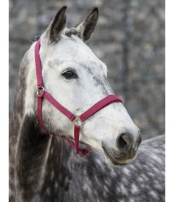 Online Licol en nylon à prix cassé II Licols Pour Poneys & Poulains|Licols Synthétiques