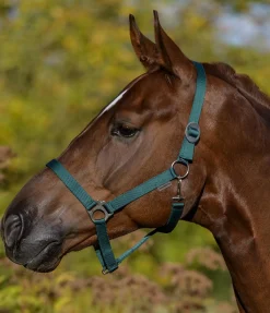 Sale Licol en nylon à prix cassé Licols Pour Poneys & Poulains|Licols Synthétiques