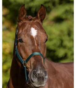 Sale Licol en nylon à prix cassé Licols Pour Poneys & Poulains|Licols Synthétiques