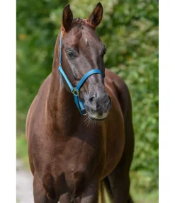 Hot Licol en nylon à prix cassé Licols Pour Poneys & Poulains|Licols Synthétiques