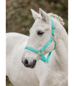Online Licol en nylon à prix cassé Licols Pour Poneys & Poulains|Licols Synthétiques