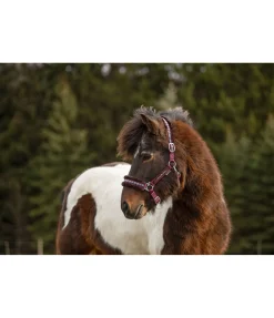 Discount Licol en polaire Teddy Norway Spirit Fourrure D'Agneau|Licols Synthétiques