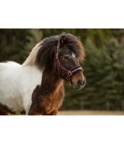 Discount Licol en polaire Teddy Norway Spirit Fourrure D'Agneau|Licols Synthétiques