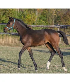 Hot Licol poulain Darling Licols Pour Poneys & Poulains|Licols Synthétiques