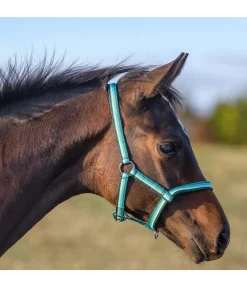 Hot Licol poulain Darling Licols Pour Poneys & Poulains|Licols Synthétiques