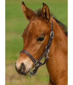 Licol poulain en cuir Classic Licols Pour Poneys & Poulains|Licols En Cuir