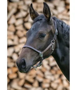 Licol poulain en cuir Classic Licols Pour Poneys & Poulains|Licols En Cuir