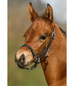 Sale Licol poulain en cuir Classic Licols Pour Poneys & Poulains|Licols En Cuir
