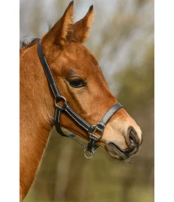 Sale Licol poulain en cuir Classic Licols Pour Poneys & Poulains|Licols En Cuir