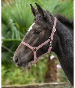 Best Licol poulain et shetland Grow With You Licols Pour Poneys & Poulains