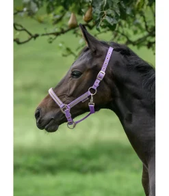 Discount Licol poulain et shetland Blaire Licols Pour Poneys & Poulains|Licols Synthétiques