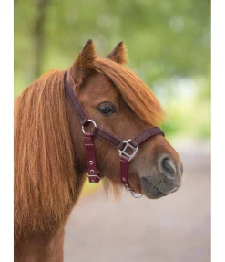 Online Licol poulain et shetland Twinkle Licols Pour Poneys & Poulains|Licols Synthétiques