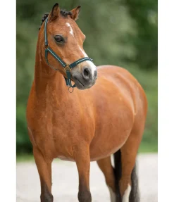 Licol poulain et shetland Shimmering Licols Pour Poneys & Poulains|Licols Synthétiques