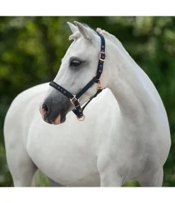 Licol poulain et shetland Future Star Licols Pour Poneys & Poulains|Licols Synthétiques