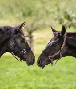 Licol poulain et shetland Future Star Licols Pour Poneys & Poulains|Licols Synthétiques