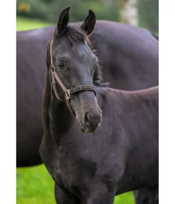 Discount Licol poulain et shetland Future Star Licols Pour Poneys & Poulains|Licols Synthétiques