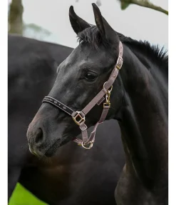 Discount Licol poulain et shetland Future Star Licols Pour Poneys & Poulains|Licols Synthétiques