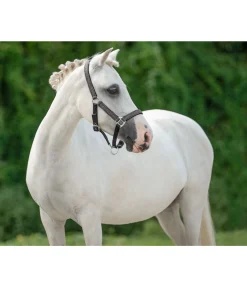 Online Licol poulain et shetland Twinkle Licols Pour Poneys & Poulains|Licols Synthétiques