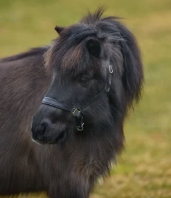 Hot Licol poulain et shetland en cuir Siri Licols Synthétiques|Licols Pour Poneys & Poulains