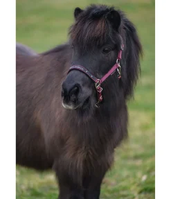 Best Licol poulain et shetland Future Star Licols Pour Poneys & Poulains|Licols Synthétiques