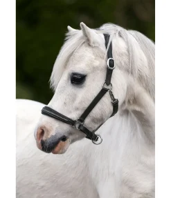 Online Licol poulain et shetland en cuir orné de strass Selina Licols Pour Poneys & Poulains|Licols En Cuir