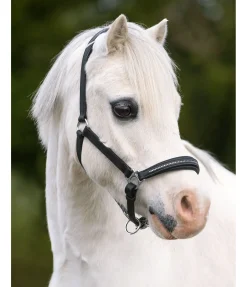 Online Licol poulain et shetland en cuir orné de strass Selina Licols Pour Poneys & Poulains|Licols En Cuir