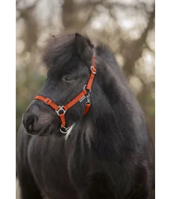 Online Licol poulain et shetland Grow With You Licols Pour Poneys & Poulains