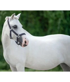 Online Licol poulain et shetland Twinkle Licols Pour Poneys & Poulains|Licols Synthétiques