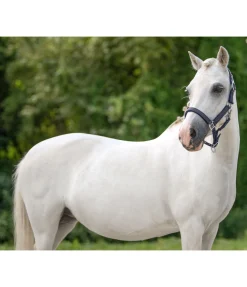 Online Licol poulain et shetland Twinkle Licols Pour Poneys & Poulains|Licols Synthétiques