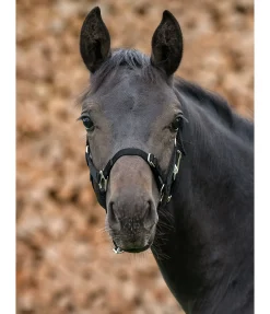 Outlet Licol poulain et shetland Grow With You Licols Pour Poneys & Poulains