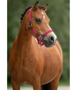 Sale Licol poulain et shetland Katy Licols Synthétiques|Licols En Cuir