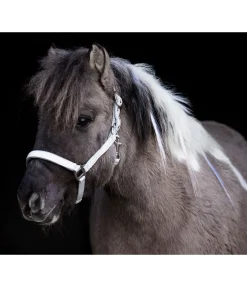 Licol réfléchissant Shiny Licols Pour Poneys & Poulains|Licols De Sécurité