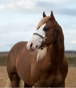 Online Licol sans noeuds Bonny Licols À Noeuds
