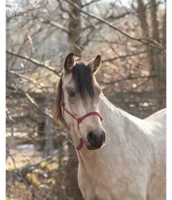 Licol éthologique Bo Licols À Noeuds