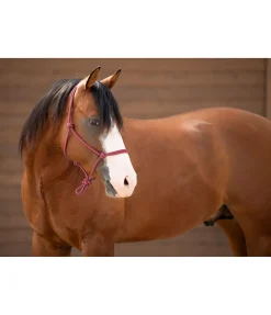 Licol éthologique Bo Licols À Noeuds