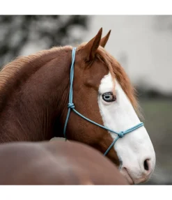 Sale Licol éthologique Bo Licols À Noeuds
