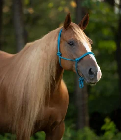 New Licol éthologique Bo Licols À Noeuds