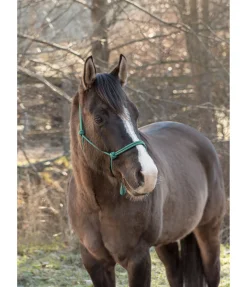 Hot Licol éthologique Bo Licols À Noeuds