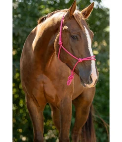 Sale Licol éthologique Bo Licols À Noeuds