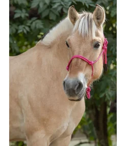 Sale Licol éthologique Bo Licols À Noeuds