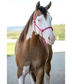 Sale Licol éthologique Bo Licols À Noeuds