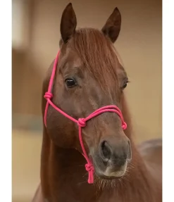 Sale Licol éthologique Bo Licols À Noeuds