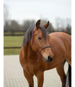 Best Licol éthologique Cuero Licols À Noeuds