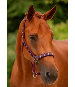 Online Licol tricolore Licols Pour Poneys & Poulains|Licols Synthétiques