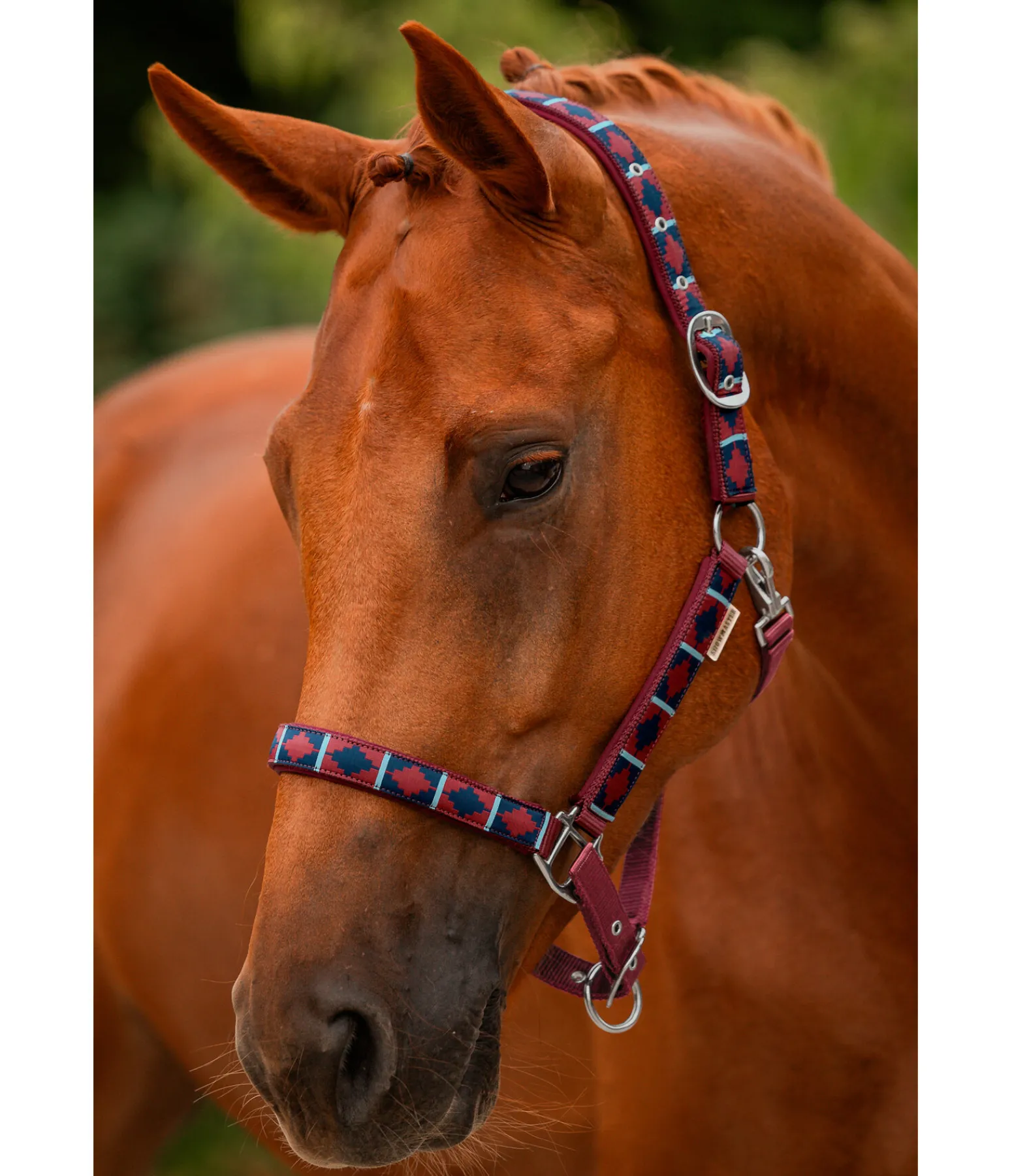 Online Licol tricolore Licols Pour Poneys & Poulains|Licols Synthétiques