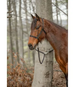 New Longe de randonnée 2 en1 Pinewood Longes