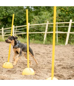 Best Supports d'agility Agility